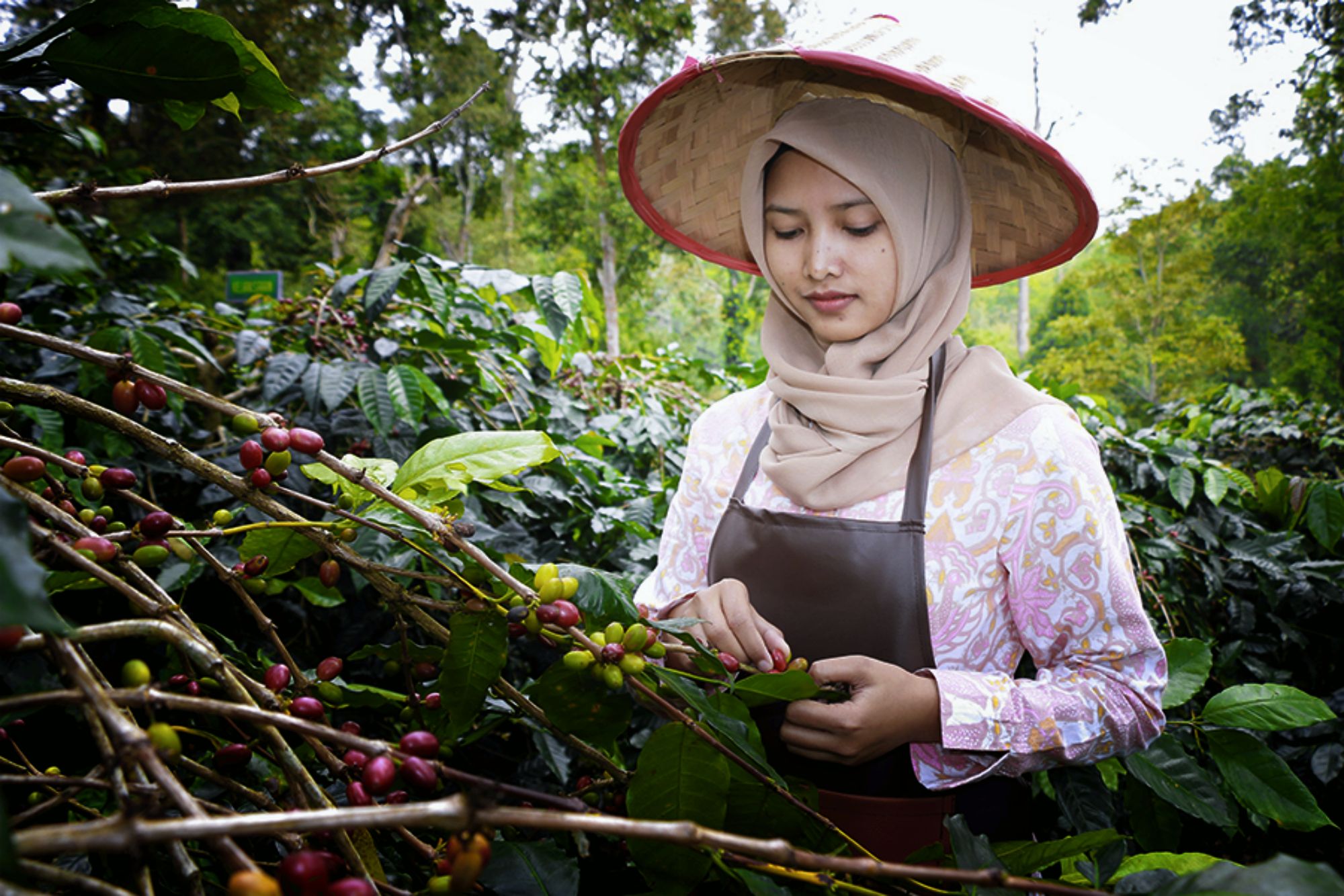 Kopi Bengkulu: Warisan Rasa dari Jantung Sumatera